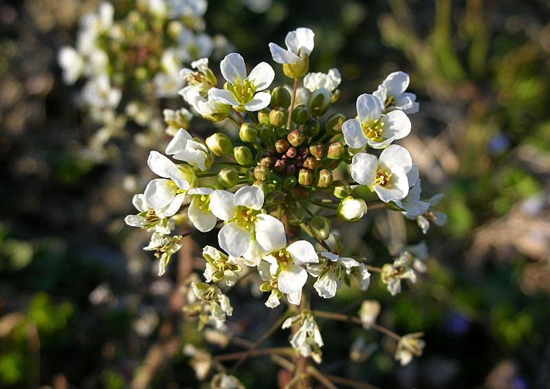 Capsella grandiflora / Borsapastore a fiori grandi